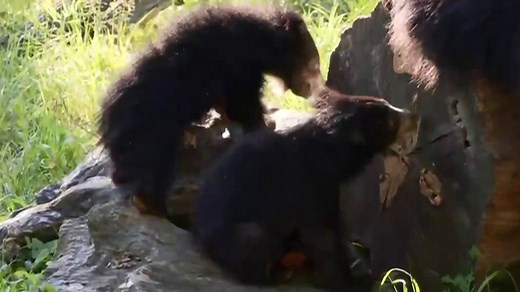 Philadelphia Zoo introduces sloth bear cubs: Help name them!