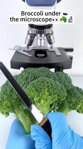 Broccoli is beautiful at 400x under a microscope! #microscope-000 | Jonathan Travis