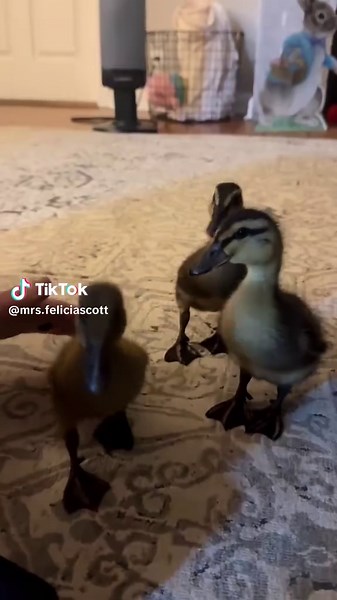 Felicia Scott on TikTok