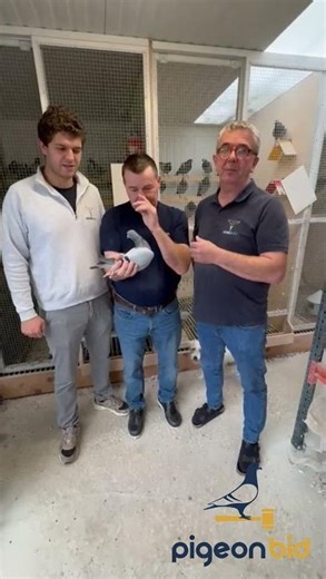 Blue Geofin – Collecting a Champion from Herbots & Koopman Lines 🇧🇪 | PigeonBid – Legends Begin