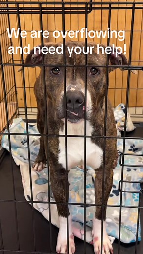 Stray Rescue of St. Louis is OVERFULL and we need YOUR HELP! We have so many dogs sadly living in crates. And we have more returns scheduled to come in. Dogs who have lived in their homes for years and years. Every dog is unique – just like your home and family! So let us help you find the perfect match. If you have never fostered before, that is ok! Fill out an app and sign up for one of our daily orientations: Strayrescue.org/Foster When you foster, we provide everything from a crate, toys, fo