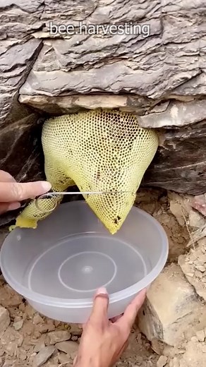 Incredible Honey Harvesting from Natural Cliff | Beekeeping Video