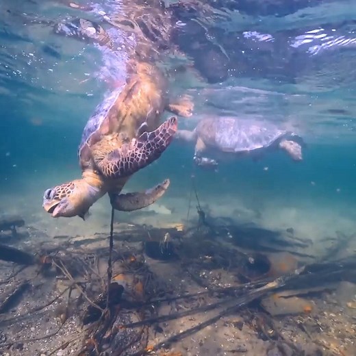 2.1M views · 2.1K reactions | This is so sad  Brett Vercoe stopped to document this scene while boating through Moreton Bay Marine Park on Sunday. He said he wanted to share the graphic video so people stop and think before dumping rubbish in the ocean. | ABC Brisbane | Facebook