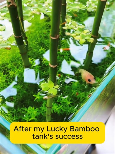 Creating a No-Clean Forest Aquarium Setup