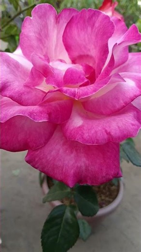 #viralmyshortsvideo #viral #bigbang ##babifreitas #lyricsvideo #rose#bigguy #ytshorts #yt#rosegarden