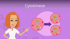 Cytokinese • Zytokinese, Zellteilung