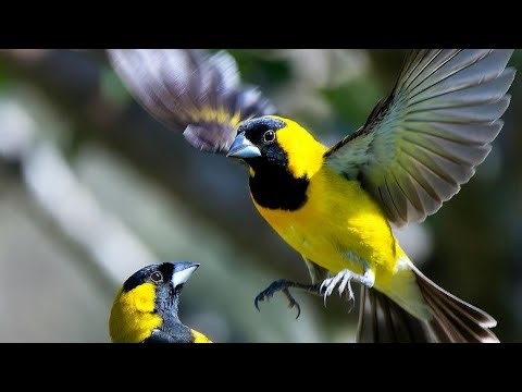 Early Morning Pond adventures 🐦✨ | Birds & Critters at Sunrise feeding and playing live ASMR