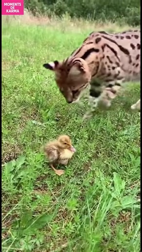 Amitié animale inattendue Un chat serval adopte un caneton, montrant que l'amour n'a pas de frontières. #fblifestyle #AI Generated using Kling AI . . . (À des fins de divertissement uniquement. Consulter des professionnels si des conseils sur les activités sont présentés. Aucune affiliation à une marque n'est implicite si elle est représentée. Si le contenu s'inspire d'événements réels, des adaptations créatives peuvent être incluses. Le contenu peut inclure des images publiques.) | Fabiosa - Re