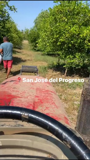 San José del Progreso | Limón persa y limón con semilla de México