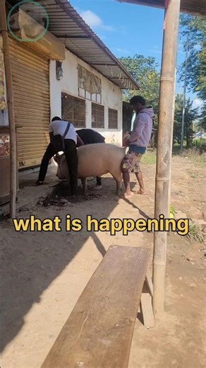 How they are catching pig 😶