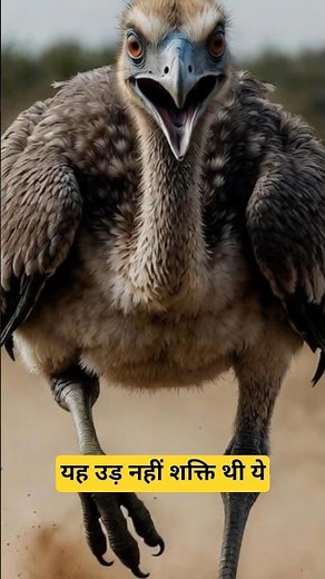 The Incredible Story of Australia's Giant Flightless Bird #shorts