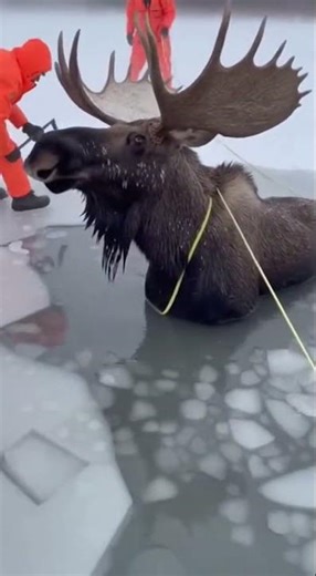 Moose Rescued From Icy Waters! 🥶🦌 #MooseRescue #WildlifeRescue #AnimalRescue #WinterWonder