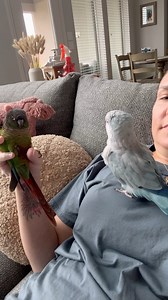 It’s the rescue bird collab we all needed 💚🩵 #mika #periwinkle #auggie #budgie #conure #quakerparrot #parrot #bird #rescue | The Green Bird Brigade