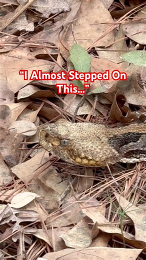 “I Almost Stepped On This… 🐍” #mineralbeach