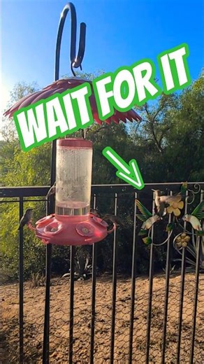 WATCH Hummingbird wings in Slow motion HD!