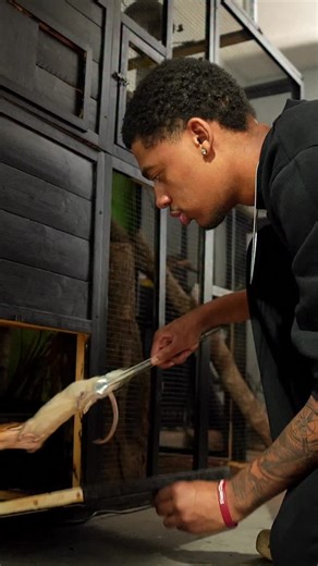 Michael J Hill on Instagram: "FEEDING MY GIANT PYTHON… 🐍 ⚠️ #snake #lizard #snakefeeding #reptile"