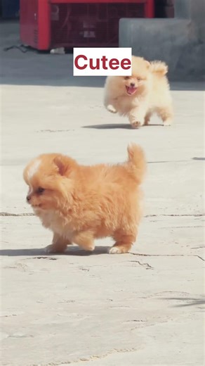 This Puppy Will Make Your Day Better 🥺🐶