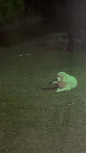 Great Pyrenees Night Patrol: The Ultimate Guard Dog 🌙