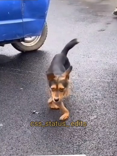 css on Instagram: "ಇದು ಕೇವಲ ತಮಾಷೆಗಾಗಿ ಯಾರಿಗೂ ಅವಮಾನ ಮಾಡುವ ಉದ್ದೇಶವಿಲ್ಲ ಯಾವ ಪ್ರಾಣಿಗೂ ಹಾನಿ ಮಾಡಿಲ್ಲ#css_status_edits😂 #likesharecomment❤️ #likefollowcomment❤️ #kannadacomedy"