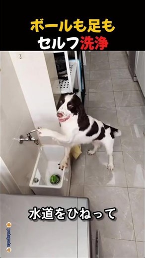 A dog that washes his own ball and even brings a towel. Who's inside?