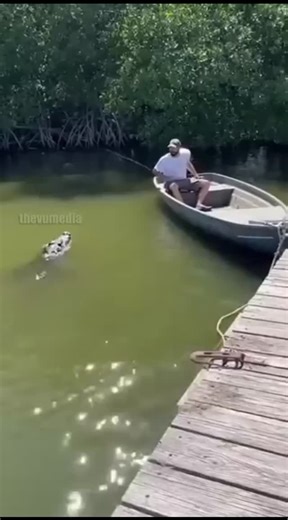 Thevumedia on Instagram: "Saltwater Crocodile Ambush Captured on Security Cam in Northern Territory Dateline: Darwin, Australia - November 30, 2025 Story: A quiet afternoon of fishing turned into a life-and-death struggle when a massive saltwater crocodile lunged out of a deep river channel and into a small aluminum boat. Security footage captured the terrifying moment the reptile launched itself over the gunwale, pinning the fisherman as the boat listed precariously. The man managed to frantica