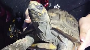 “Angry” tortoise blamed for Christmas Day house fire