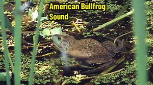 vaandervik на TikTok