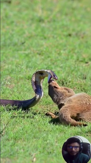 Cobra Strikes Back! Mongoose Mistakes Deadly Snake for a Toy and Pays the Ultimate Price #animals
