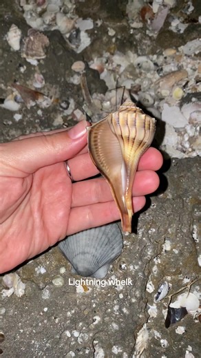 Discovering Beautiful Shells at the Beach