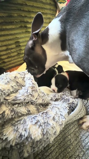 Their First Wobbly Steps! 🥹🐾 | Boston Terrier Puppies