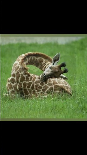 QIZIQARLI FAKTLAR 12