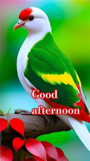 GOOD AFTERNOON video