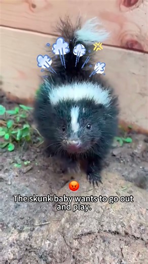 Skunk with attitude 🦨🤣#funny #skunk #fart #animals #fyp