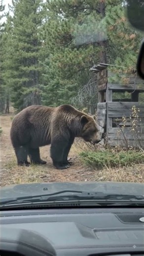 Grizzly Bear Standing Near Old Hunting Blind