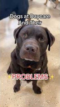 Dogs at Daycare and their Problems #dogproblems #doggydaycare in
