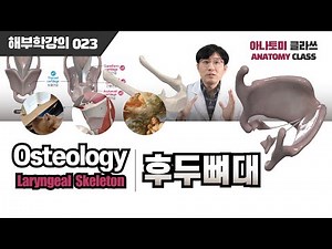 [해부학] Laryngeal skeleton(후두뼈대) 골학(Osteology) 아나토미 클라쓰 023