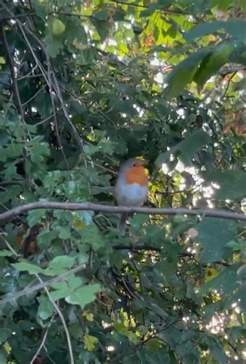 A charming robin’s brief stop 🌿🧡