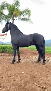 ⚜️⚜️⚜️EL ZANZON ⚜️⚜️⚜️ Frison nacional 2 años Gran conformación, muy ancho Buen temperamento Información ☎️ 3338095341 ☎️ 3331501538 ☎️3881050979 Envíos 🚚 a todo México 🇲🇽 Eua 🇺🇸 y centro America | Yeguada Hacienda Peña Caballos frisones