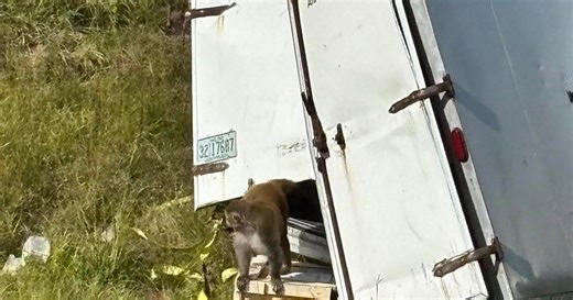 Three monkeys still on the loose after escape
