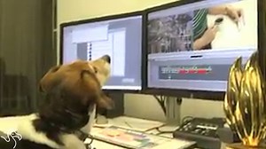 222K views · 7.1K reactions | Happy Take Your Dog To Work Day! Here's how pups across the country are helping their parents at the office. | The Dodo | Facebook