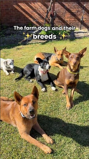 Our 10 farm dogs & their breeds 🐶who is your favourite? 👀 #dogbreeds #australiancattledog #kelpie