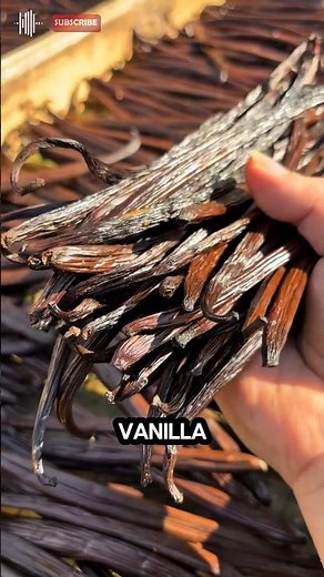 How Vanilla Grows | From Orchid to Spice #vanilla