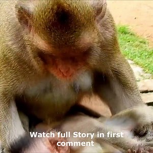 I’M Not Wrong Mom!!! Baby Monkey Copper was Bitten By MOM COCO Watch full Story in first comment | Cute monkey family