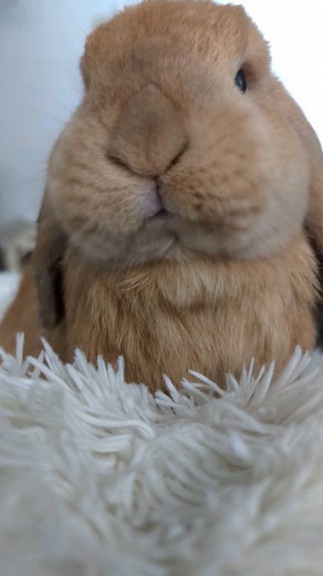 16K views · 292 reactions | How do you not fall in love with dat nose and dat face? ❤️❤️❤️ . . . . . . . . #willowhoneyandwinter #thebuns2021 #thebuns #cutebuns #cute #adorable #hollandlops #hollandlop #hollandlopsofinstagram #hollandlopsofig #hollandlopbunny #hollandlopbunnies #bunny #bunnies #bunnyoftheday #bunniesoftheday #petsofinstagram #cutepets #petsofig #hare #hair #love | thebuns2021 | Facebook