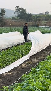 मौसम🌱🍈 #muskmelon #farming | Desikheti vlogs