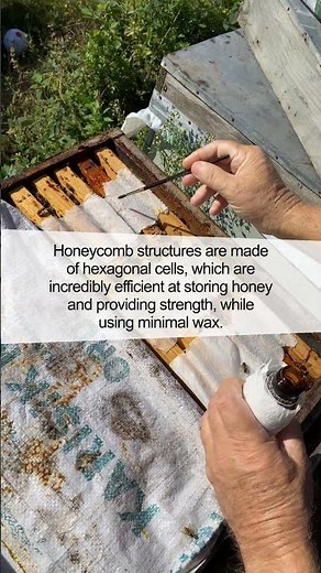 Unveiling the Wonders of Honeycomb Structures: Nature's Ingenious Architecture