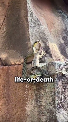 This brave gecko fought a deadly snake 🦎