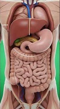 Basic Human Anatomy Explained in 3D | Beginner Friendly 🧠❤️🫁#HumanAnatomy #AnatomyBasics #Shorts