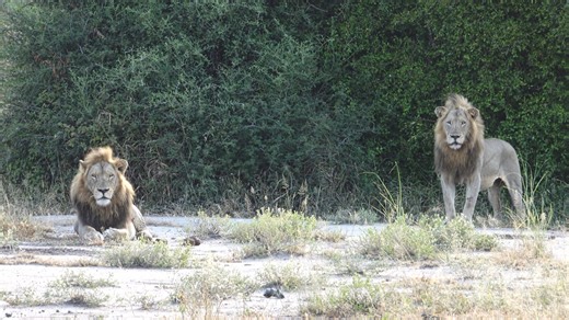 Watch how lone male Lions live in Kruger National Park, South Africa. #nature #amazing #animals #wildlife #safari | Wildest Kruger Sightings
