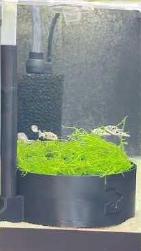 Breeding Pea Puffers With My Automatic Egg Catcher! #puffer #fishbreeding #nanofish #fishroom